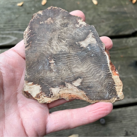 Petrified Wood 2 Piece Set - Picture 11 of 16